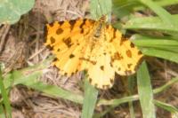 Pseudopanthera macularia