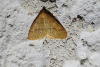 Phigaliohybernia aurantiaria