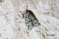 Griposia aprilina