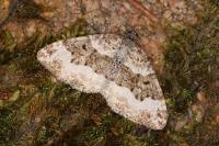 Epirrhoe galiata