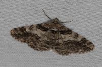 Cleora cinctaria