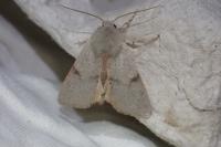 Ammopolia witzenmanni