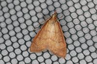Anania testacealis