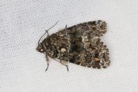 Callopistria latreillei