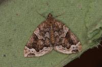 Eulithis prunata