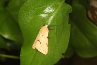 Spilarctia lutea
