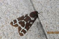 Arctia caja