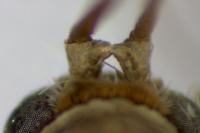 Acrobasis fallouella