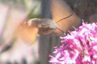 Macroglossum stellatarum