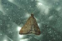 Pyrausta despicata