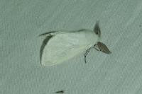 Leucoma salicis