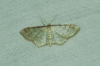 Idaea fuscovenosa
