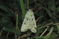 Agrotis ripae