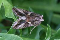 Autographa gamma