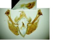 Mniotype occidentalis