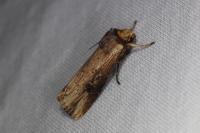 Axylia putris