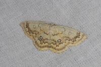 Cyclophora annularia