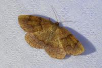 Plagodis pulveraria