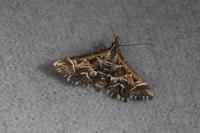 Diasemia reticularis