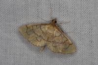 Anania verbascalis