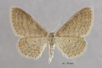 Idaea sylvestraria