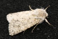 Aporophyla canescens