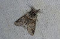 Furcula furcula