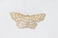 Idaea moniliata