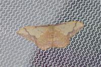 Idaea ostrinaria