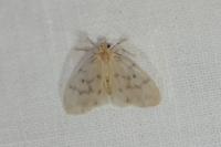 Nudaria mundana
