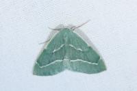 Hylaea fasciaria