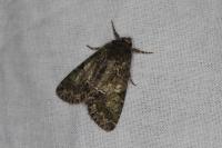 Polyphaenis sericata