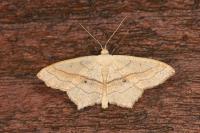 Scopula imitaria