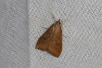 Udea ferrugalis
