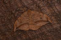 Drepana curvatula
