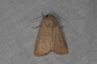 Mythimna ferrago
