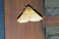 Colotois pennaria