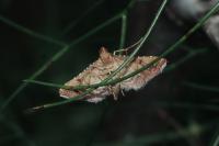 Endotricha flammealis