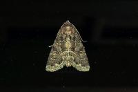 Thalpophila matura