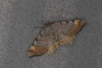 Macaria liturata