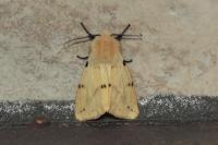 Spilarctia lutea