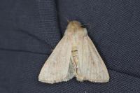 Mythimna ferrago