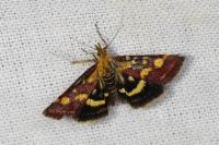 Pyrausta purpuralis