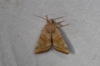 Cosmia trapezina