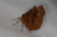 Selenia tetralunaria