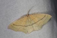 Cyclophora linearia
