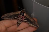 Sphinx ligustri