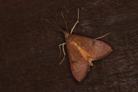 Uresiphita gilvata