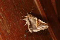 Habrosyne pyritoides