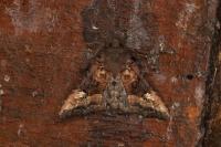 Euplexia lucipara